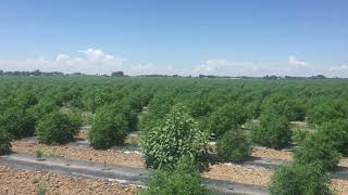 EXTREMELY HUGE OUTDOOR CANNABIS GROWING!