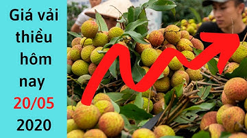 Giá vải thiều mới nhất hôm nay 20/5/2020-Cập Nhật Giá Vải Thiều Mới Nhất hiện nay 2020| Vải lục Ngạn