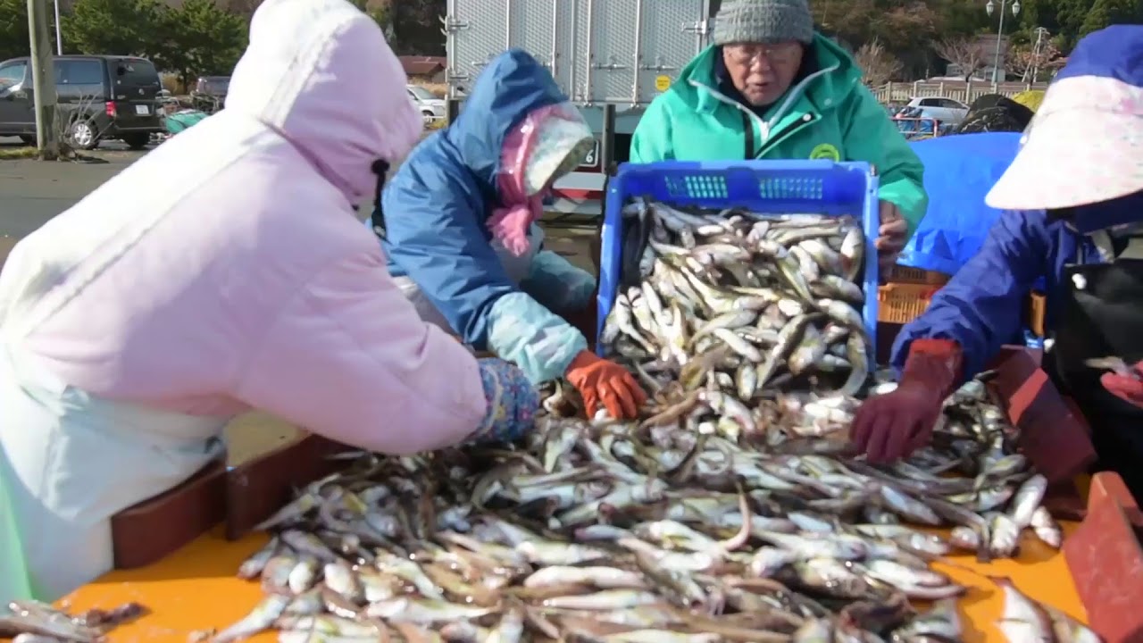 秋田的魚 秋田のグリーン ツーリズム総合情報サイト美の国秋田 桃源郷をゆく