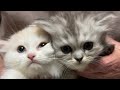 かわいい子猫がいっぱいです🐱