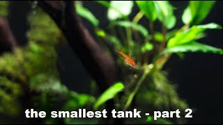 What is The SMALLEST Nano Tank Size For 5 MORE Of The Tiniest Fish - Part 2!