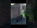 He doesn’t want to be filmed today. #rescuecat #blackcat #catsofyoutube #funnycats