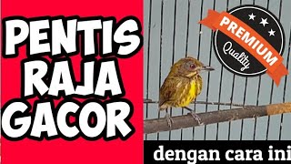 HOW TO CARE FOR A KING PENTIS BIRD SO IT CAN SING QUICKLY
