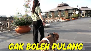 People's Reactions When Seeing Pitbull Dogs in Public Places  | Dogs Videos #hewiepitbull