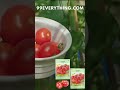 Sprout on a Budget: Garden Seed Haul + 99¢ Finds from 99Everything.com
