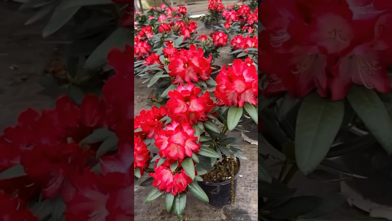 most Beautiful Red flower 