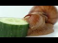 Giant snails eating cucumber