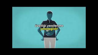 Karaci̇ğer Hakkinda Bi̇li̇nmeyenler