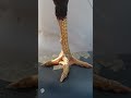 Aseel lakha murga top quality aseel murga |prayag animal lovers 😍