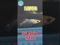 尾びれを無くしたメダカ君…再生するか！？ ＃Ｓ０３ ～美心めだか～ #Shorts