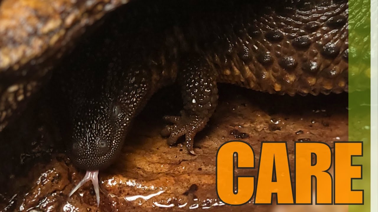 Lanthanotus borneensis care - testing the water 