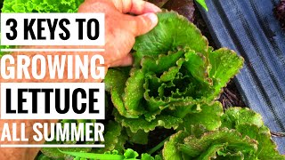 3 Simple Tips for Growing Lettuce All Summer Long