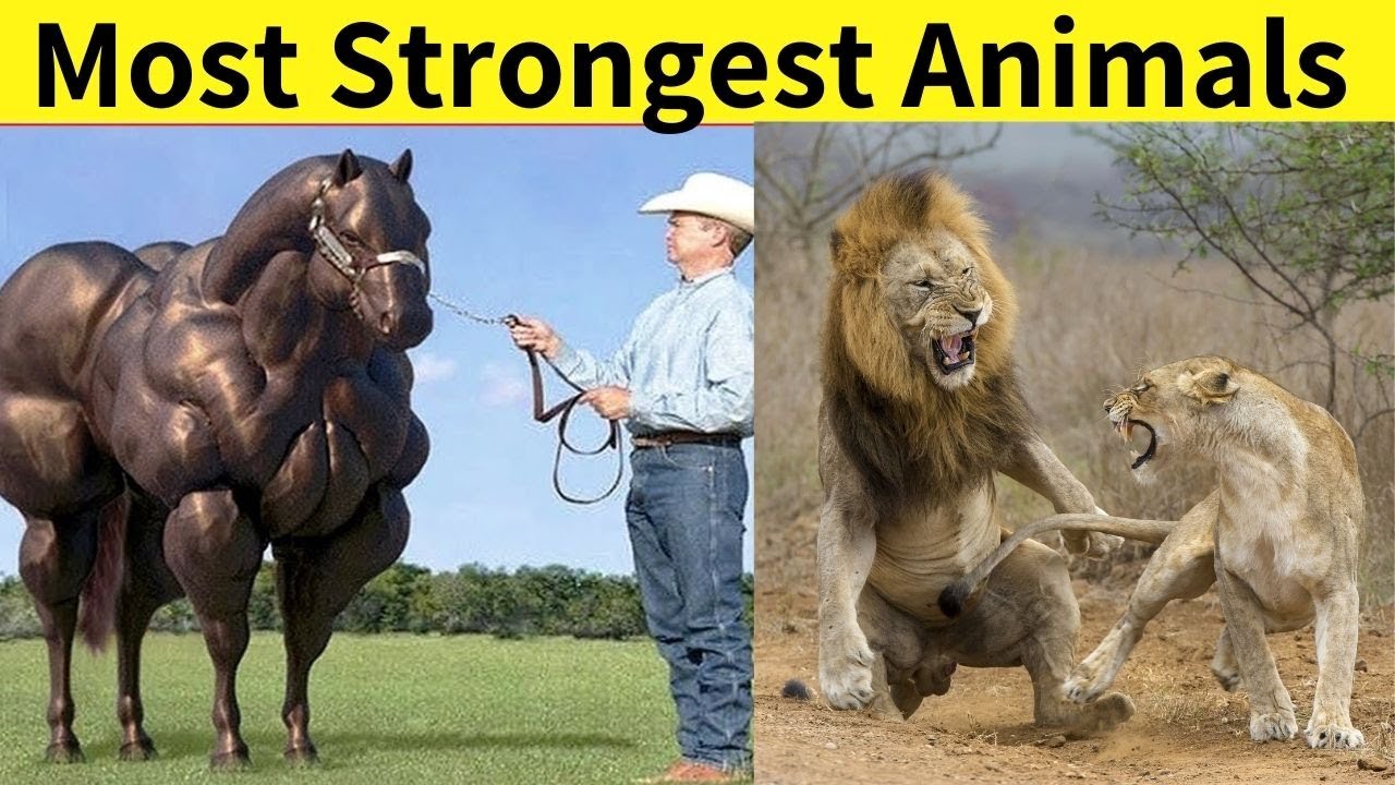 Top 5 Most Strongest And Powerful Animals In The World | 5 Most Powerful  Animals in the World - YouTube