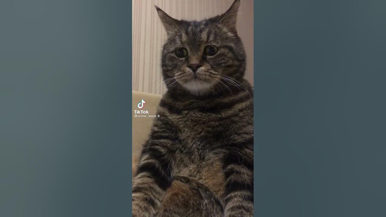 грусный кот - YouTube