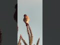 Kestrel 12/7/24 #cute #wildlife  #nature  #kestrels