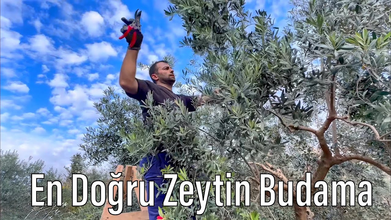 En Detaylı Zeytin Budama / Zeytin Ağacı Verim Budaması Nasıl Yapılır ? How to prune olives ?