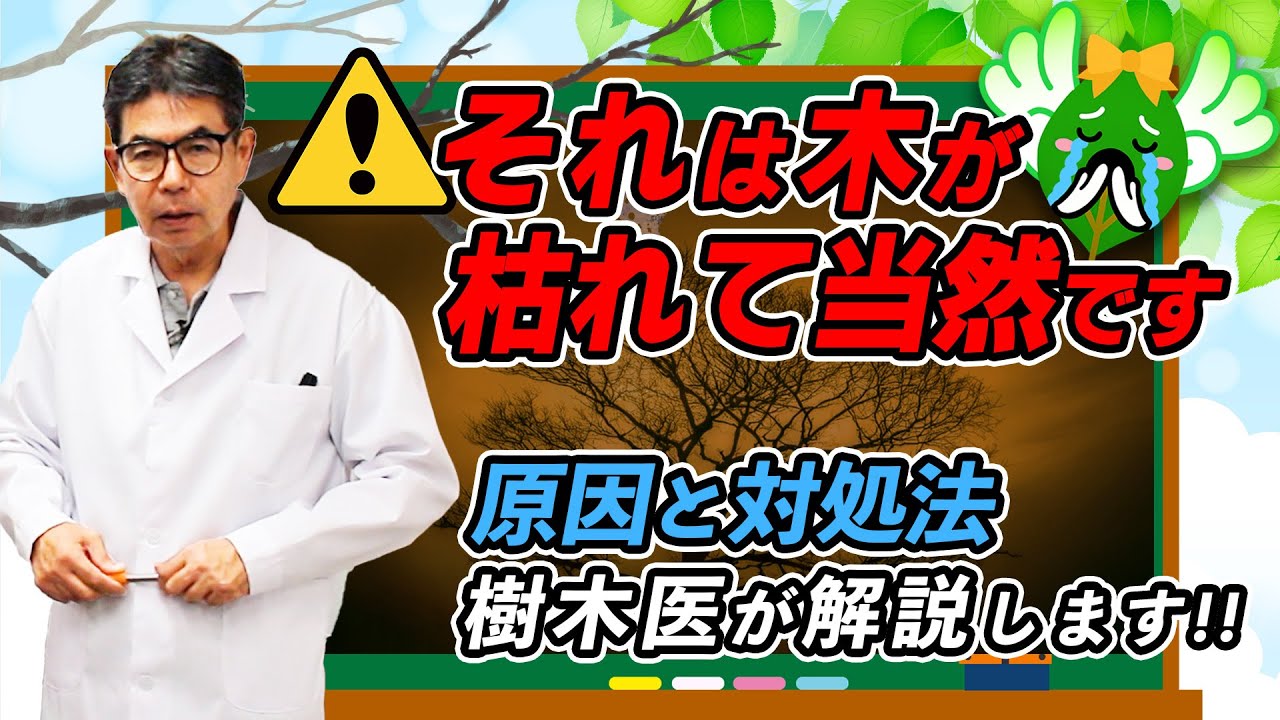 【樹木医が教える】木が枯れた原因と対処法教えます｜シラカシ編【猫親父アカデミー】