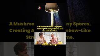 Mushroom Spore Stream Captured🥵 #mushroom #snapnewzz #spore #rainbow #stream #realtime #magical