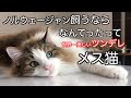 ノルウェージャン飼うなら、なんてったってメス猫！世界一美しいツンデレが味わえます。ノルウェージャンフォレストキャットシリーズ②