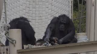 チンパンジー (東山動植物園)　Chimpanzee (Higashiyama Zoo and Botanical Garden)