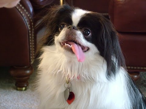 Video: Raza De Perro Japonés Chin Hipoalergénico, Salud Y Vida útil