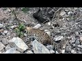 Reasi  dead leopard found