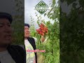 📞91)040-80-84 Микадў енг ериаки ўрик кўчати сотувда бор✅
