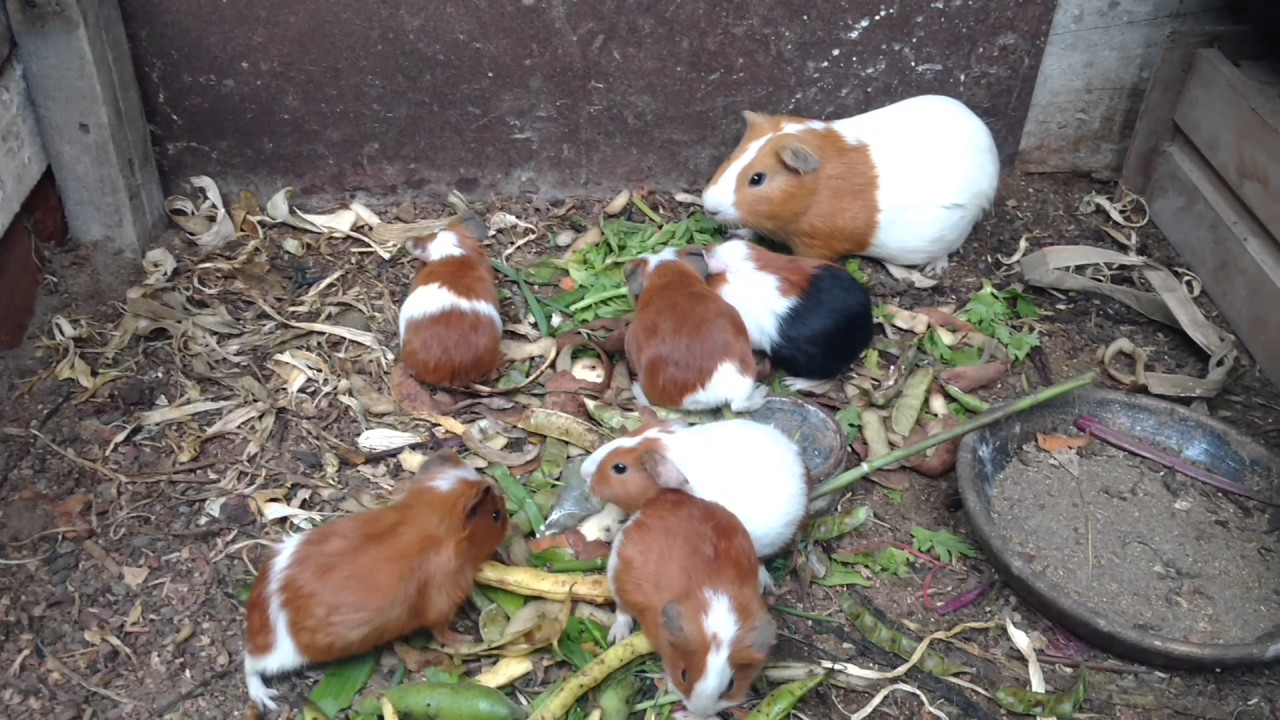 Cría de cuyes 15 días de nacido. - YouTube