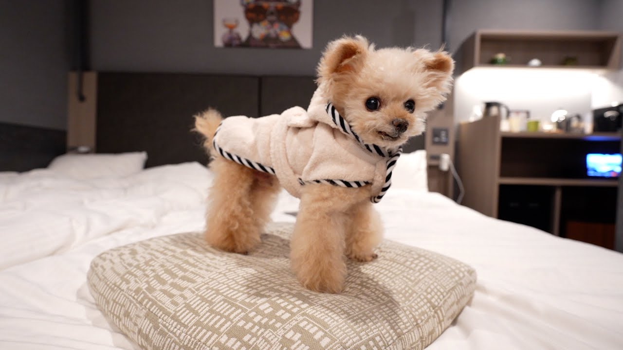 【短めLIVE】危ないコーヒー豆買い足すとこだった・・・【トイプードル】