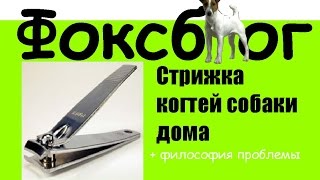 Фоксблог/Стрижка когтей собаки дома Фоксблог/Стрижка когтей собаки дома