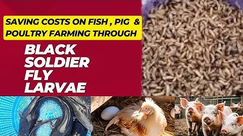 bsf farming || how to save cost in poultry, fish, & pig farming using bsfl
