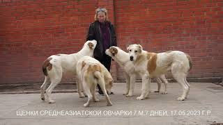 Питомник Алабаев - Среднеазиатской овчарки. Щенкам 7 месяцев. www.r-risk.ru +79262205603 Татьяна