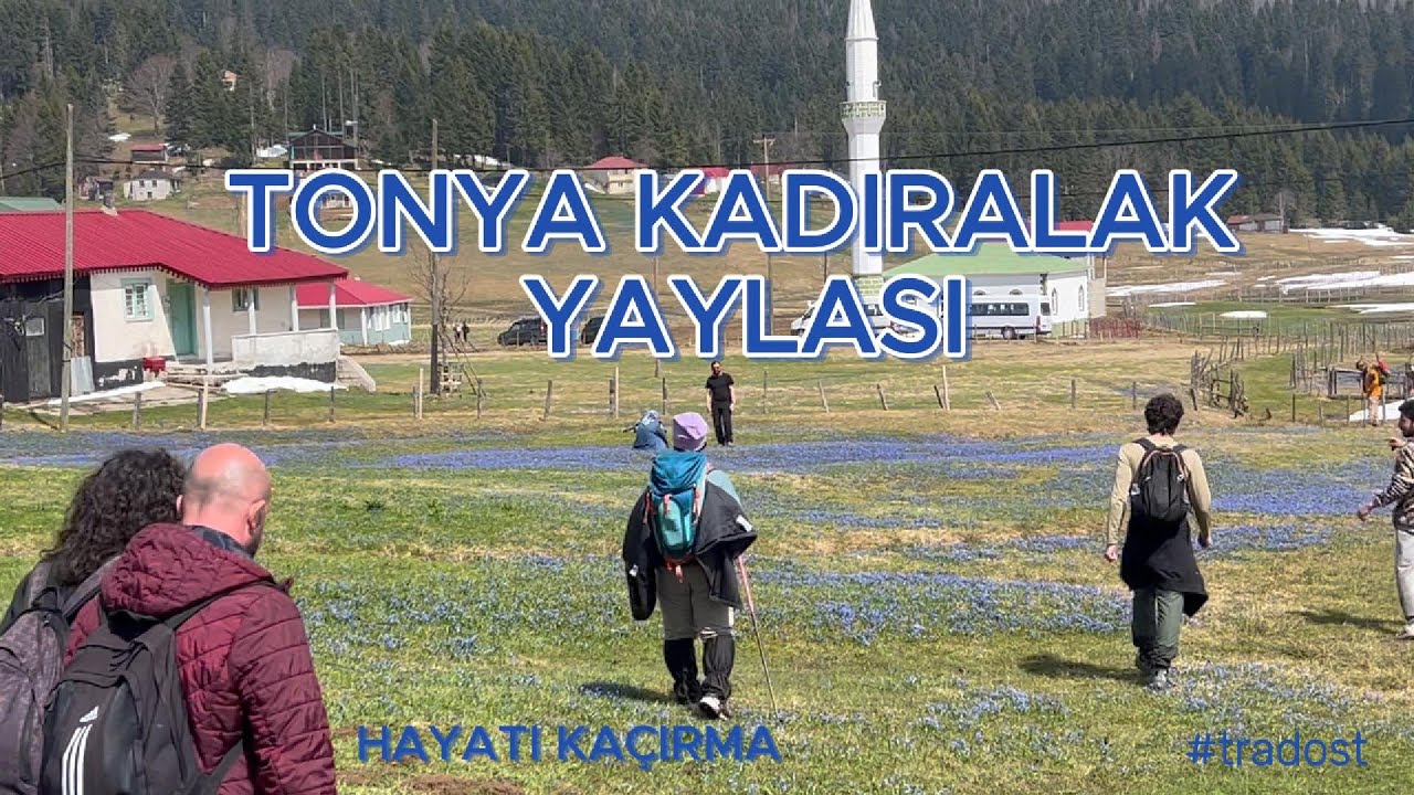 TONYA KADIRALAK YAYLASI... MAVİ YILDIZ ÇİÇEKLERİ...