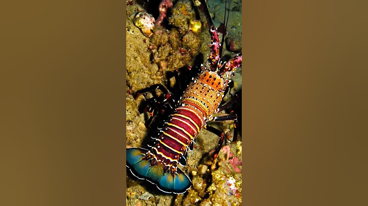 Beautiful lobster walking under water #natureshorts #seaanimal #fishing