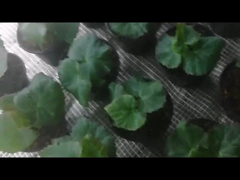 БЕГОНИЯ ЭЛАТИОР, РЕЗУЛЬТАТ