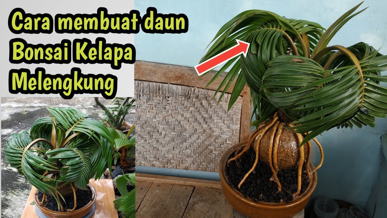  CARA  MEMBUAT DAUN  BONSAI KELAPA  MELENGKUNG YouTube