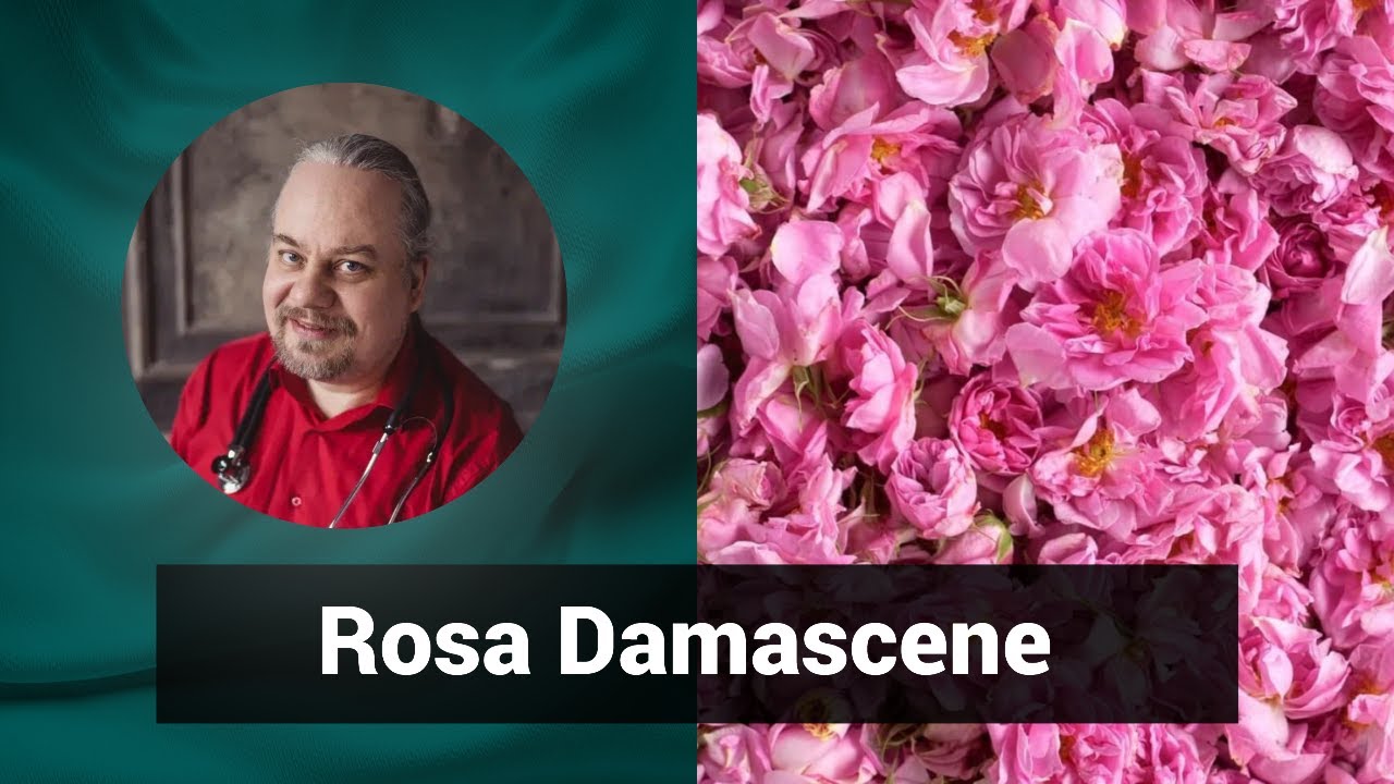 Разбор препарата РОЗА ДАМАСЦЕНА ROSA DAMASCENE | Гомеопатия и Здоровье