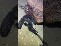 LIVE🔴-I catching seafood on the seafloor. Look what I caught.-Z1025#fishing #ocean #deepsea #beach