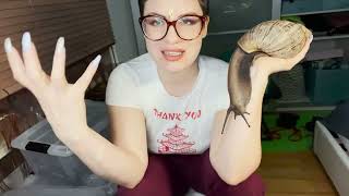 You should never clean ur giant African snails Terarrium?!