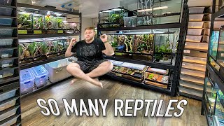 REPTILE ROOM TOUR MAY 2023!! 100+ REPTILES & FROGS!!