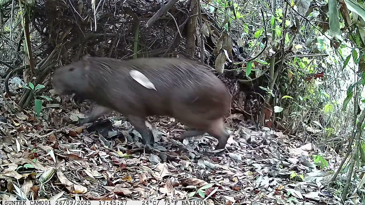 Bichos do cerrado, câmera de trilha