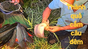 01 | Chuyến cắm câu cá lóc thành quả bội thu | Fish