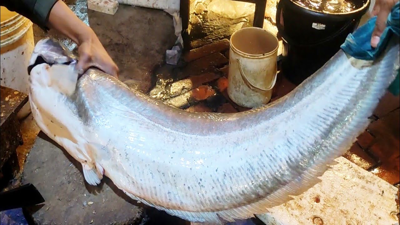 Monster Boal Fish Cutting By Young Fish Cutter | Big Wallago Fish ...