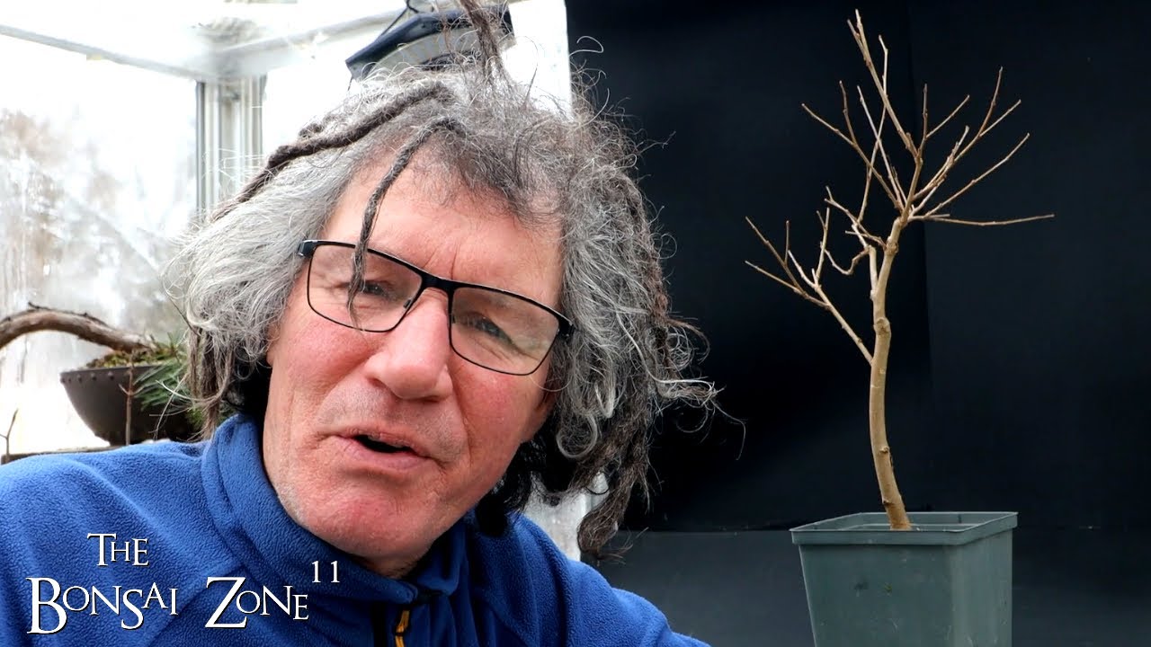 Pruning My Mulberry Tree, The Bonsai Zone, Jan 2024