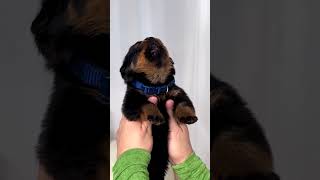 Rottweiler puppy video #shorts #dog #viral #trending