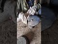 Удаление клыков у поросят