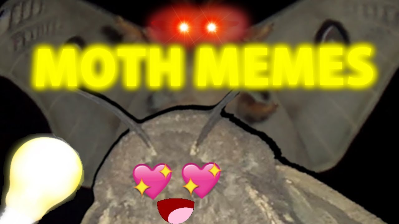 BEST Moth Memes COMPILATION YouTube