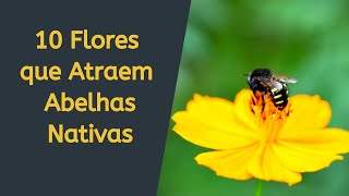 Flores para Atrair Abelhas Jataí e Outras Nativas (meliponicultura) -  thptnganamst.edu.vn