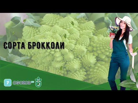 Сорта брокколи