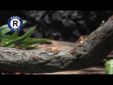 Video: Kā Uzturēt Labvēlīgus Kukaiņus Savā Dārzā